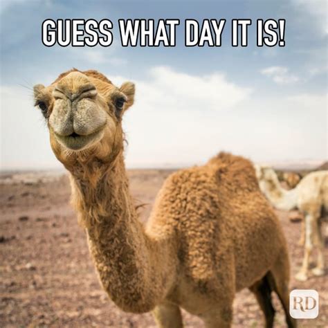 hump day memes|hump day humor.